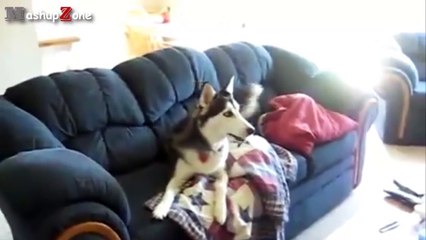 Most Funny Talking Dog Videos Compilation 2016 [NEW]