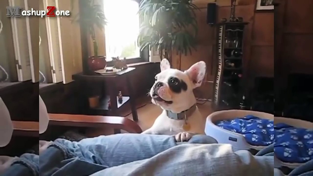 Funny Dogs Barking - A Funny Dog Barking Videos Compilation 2016