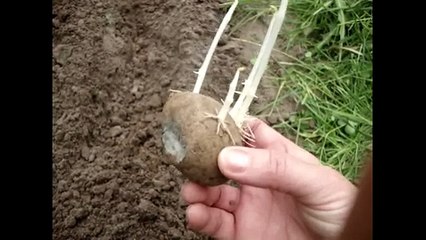 Картошка под сеном 1 часть видео - Как садить-