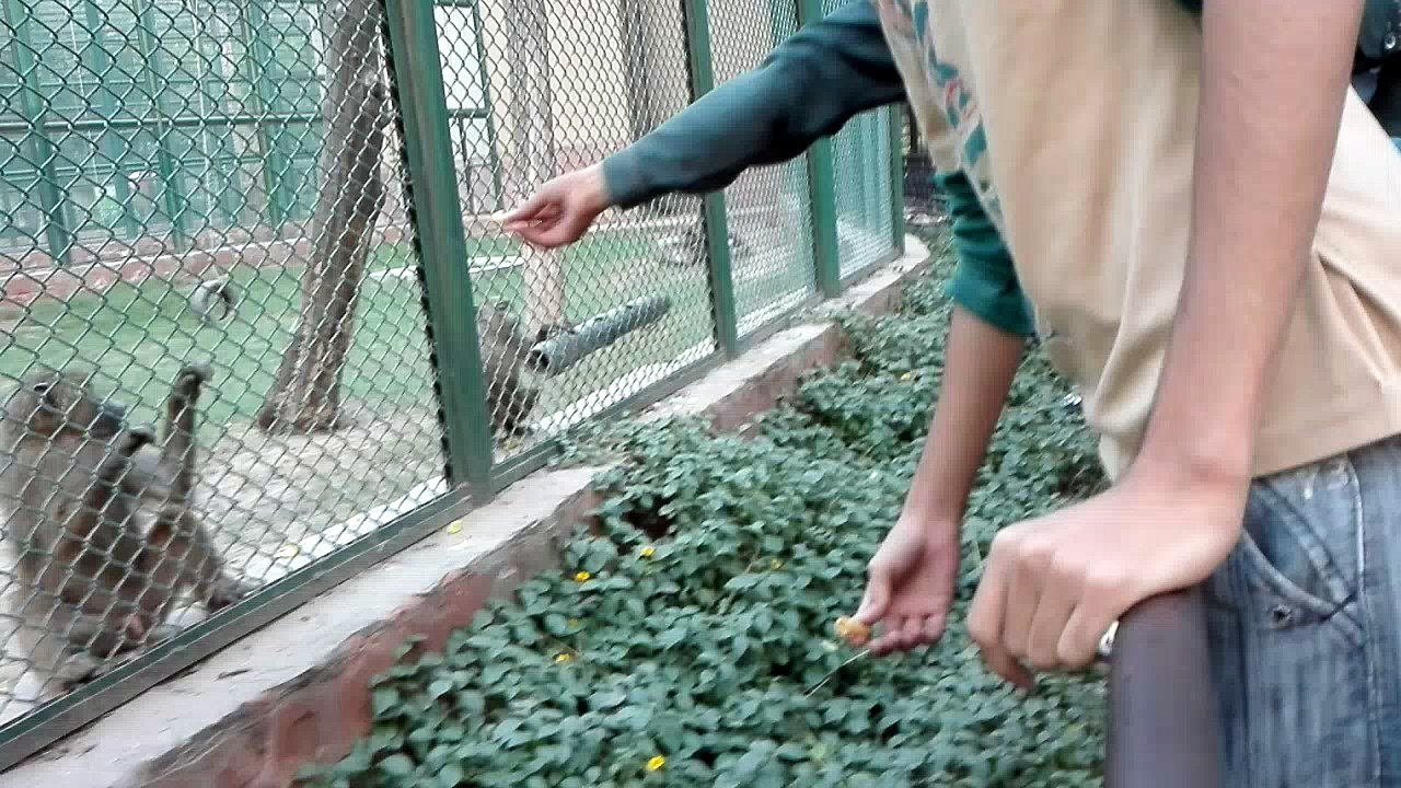Monkey in Lahore Zoo