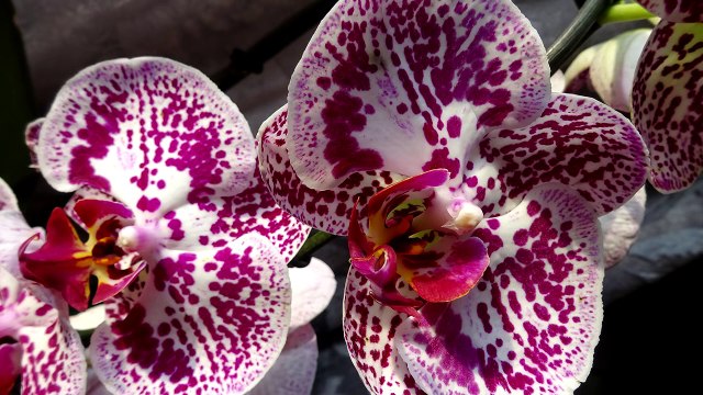 Секреты выращивания орхидей
