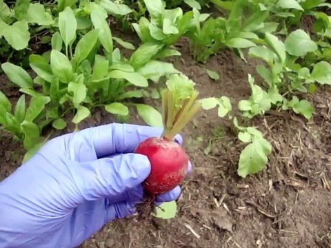 Семена редиски Как вырастить самому семена редисасемена редиса