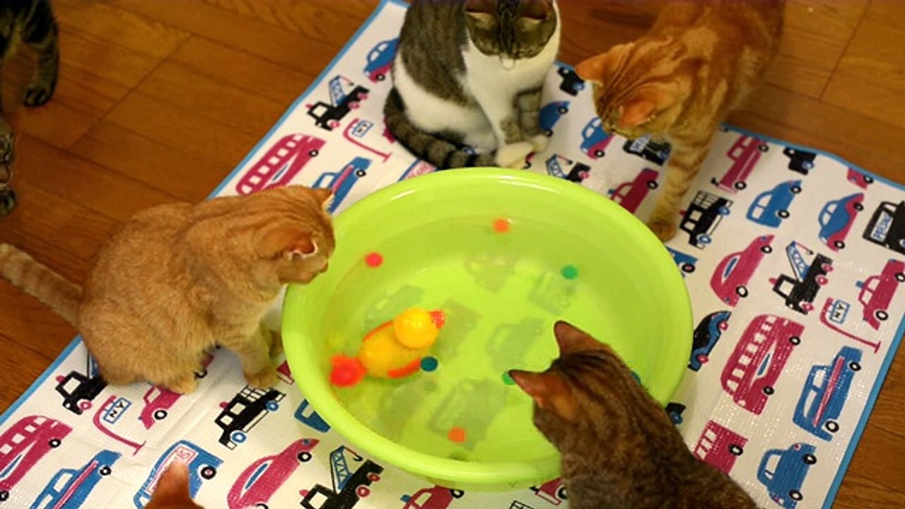9匹の猫の水遊び 9 cats play in the water