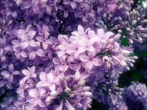 Гостиная в сиреневом цвете