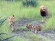 Cute Lions Babies learn to roar like their Lion Father!