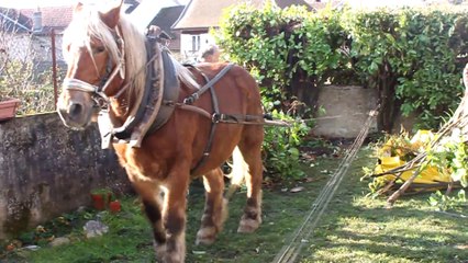 Arrachage-de-Tuyas-et-Lauriers-au-cheval