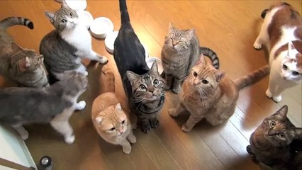 ご飯が待ちきれない９匹の猫 9Cats Can't wait till meal