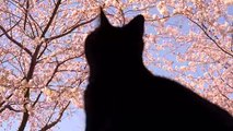 桜の木と猫〜猫のお花見 Cherry blossom tree and Cat. Cat cherry blossom viewing