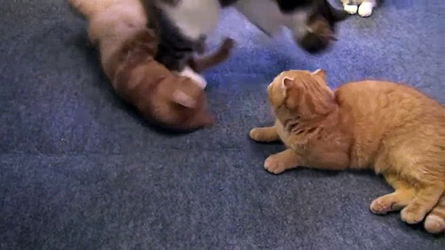 電気カーペットに興奮する9匹の猫 9 cats excited on an electric carpet
