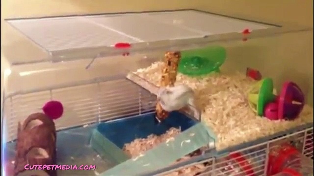 Funny Animal Fails