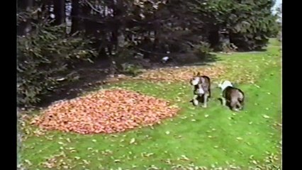 Bulldogs Are Awesome- Compilation