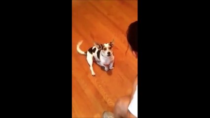 Girls teaches his tiny Dog to Meow like a Cat!