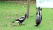 Magpie hangs herself on drying sheets like a Monkey