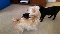 Kitten Rides Small Dog