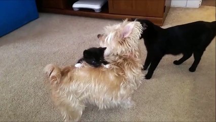 Kitten Rides Small Dog