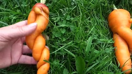 Dancing carrots - Танцующие морковки