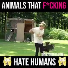 Animals that fcking hate humans  Funny Videos 2015