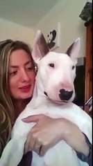 Dog loves to sing along to Ed Sheeran  Funny Videos 2015