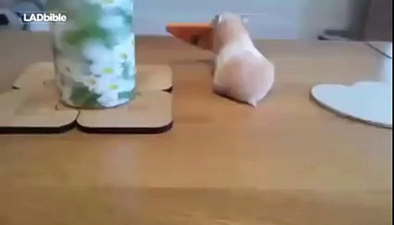 Dog stole the cookie from hamster  Funny Videos 2016