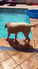 Dog try to recover his ball out of the pool  Funny Videos 2015