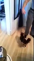 Early morning cat tricks  Funny Videos 2015