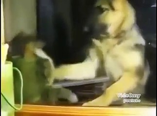 Funny Cats vs Dogs compilation  Boxing cat  Funny Videos 2015