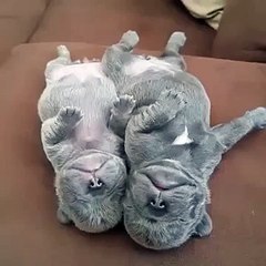 Funny Videos 2015 - Cute Sleeping Puppies