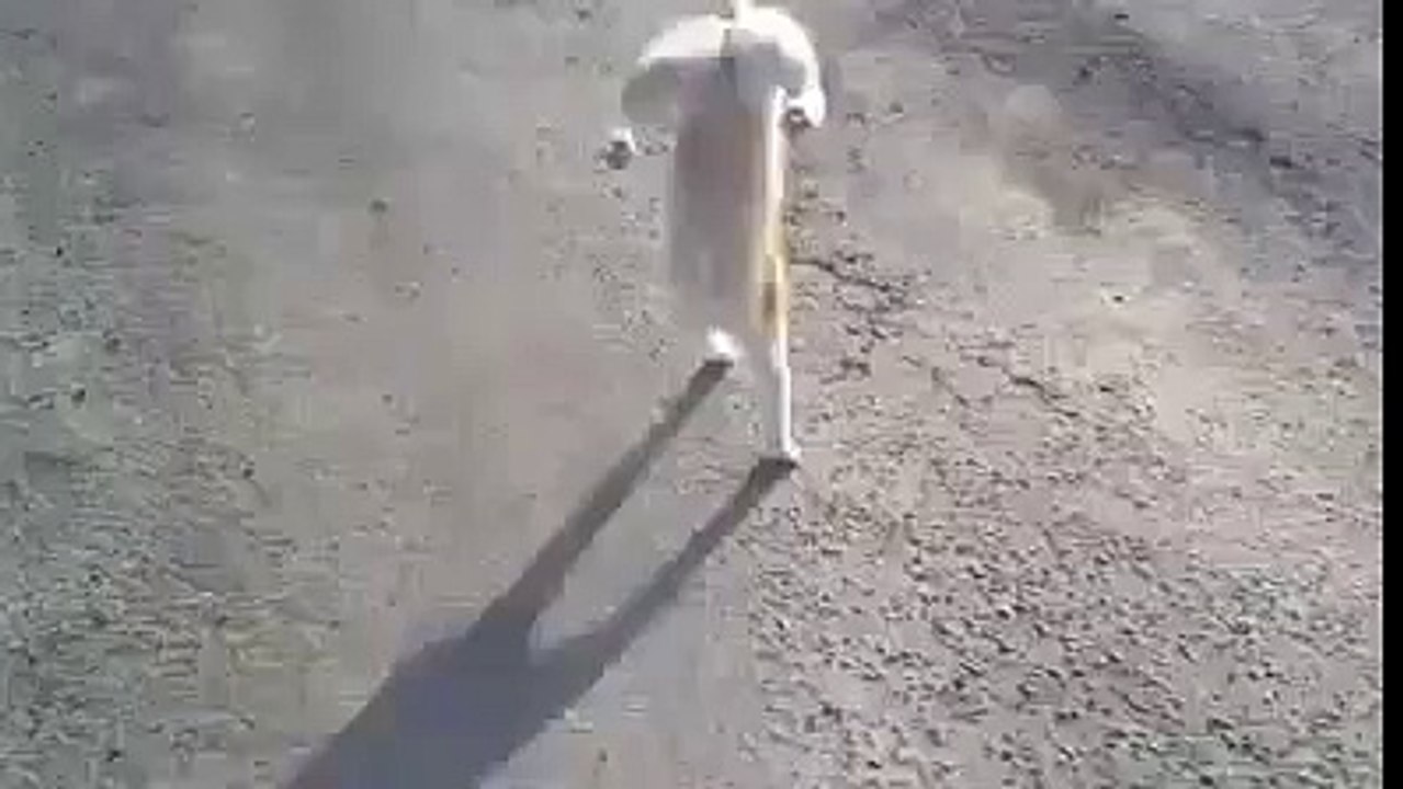 Go home cat you're drunk !  Funny Videos 2015