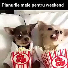 This 2 dogs know my plans for the weekend HAHAHA  Funny Videos 2015