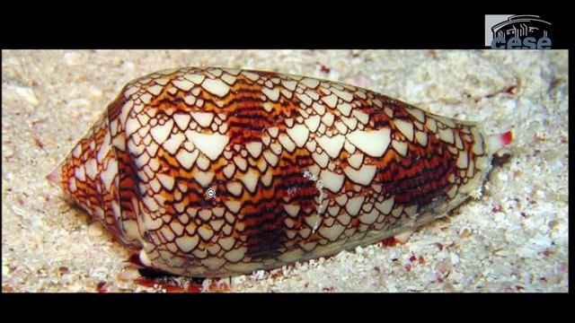 A regarder jusqu'au bout