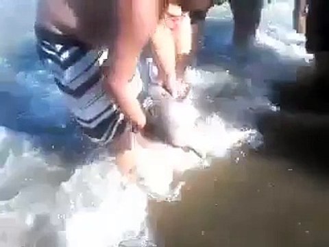 Ignoble : Une foule tue un dauphin pour des selfies