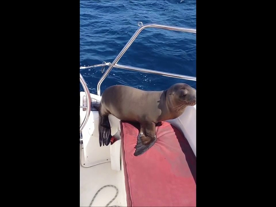 A couple saw something in the water. As they filmed, they saw something that one sees just once in a lifetime.