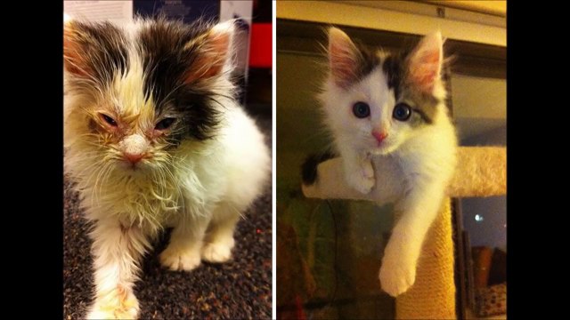 Делай добро- коты до и после того, как их подобрали