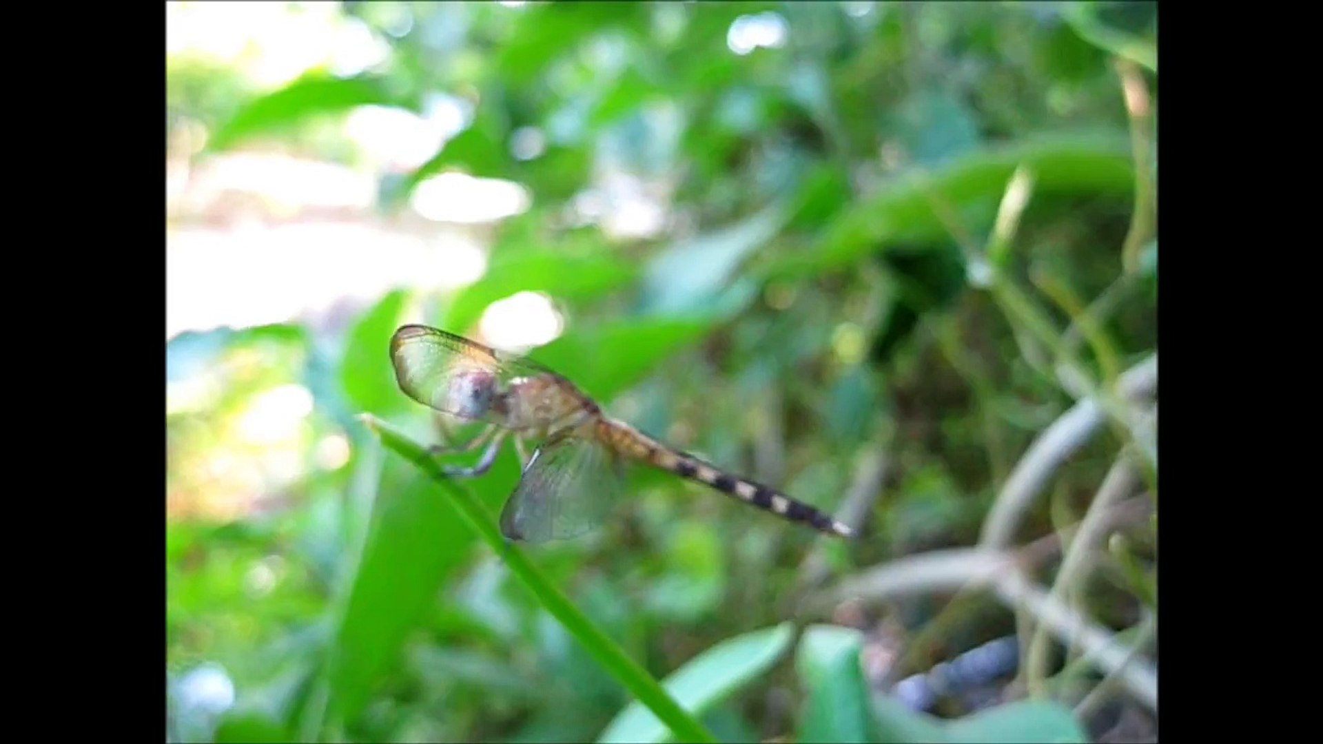 ⁣DRAGONFLY close up (with loud cicadas)