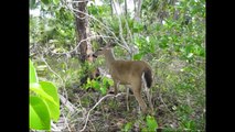 Endangered Species- Key Deer (miniature deer) UP CLOSE!