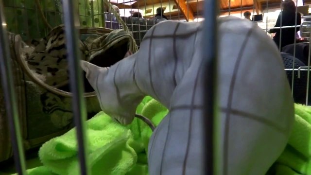 Funny Moments with Cats - Забавное из жизни голых кошек