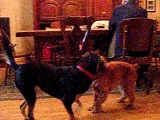 luna et compote joue ensemble