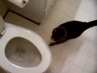 cat who likes to watch the toilet flush