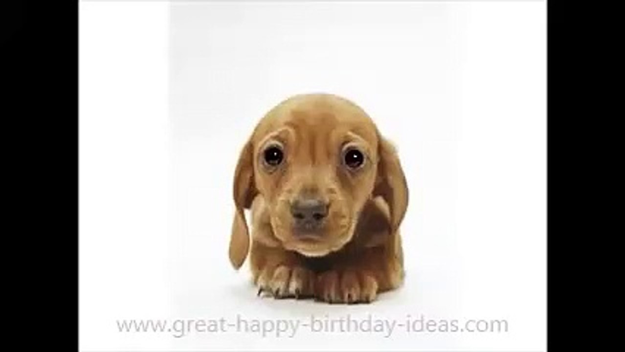Puppy Dog Birthday Video Song! video Dailymotion