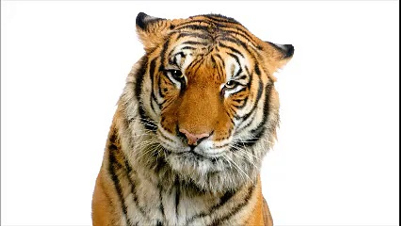 Happy Birthday Tiger!