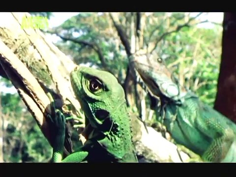 The Planet's Funniest Animals - Falcom and Iguana [HUNGARIAN DUB] HD