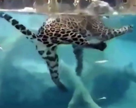 Jaguar Showing the Diving Skill