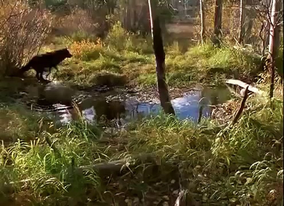 Documentary - Living With Wolves Part 1
