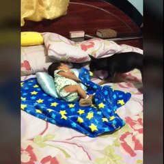 Dog Tucks In Family Baby