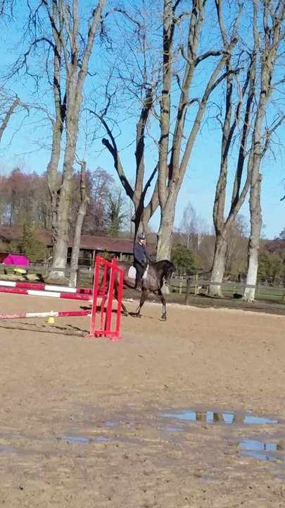 Bonaparte trot 1/2