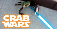 The Gangster Crab Holding A Lightsaber Fights For It's Life