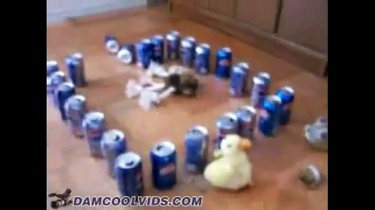 Nonstop Funny dogs & cats Video Compilation