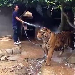 dangerous tiger takes water on the spot