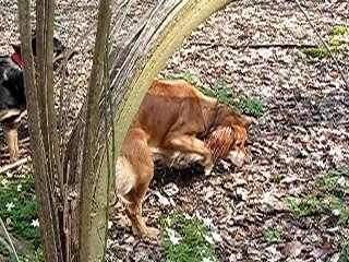 dora et luna qui joue ensemble