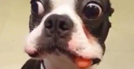 This Boston Terrier Acts Like A Kid Who Hates Vegetables